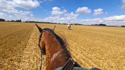 Pony-Hof sucht UrlaubsbetreuerIn – Bild 8