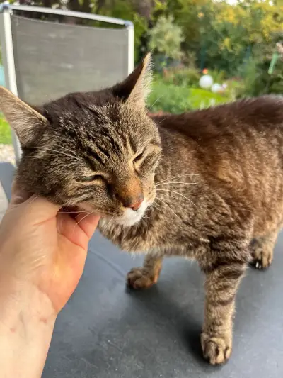 Katzensitting im grüne Stadtrandgebiet 