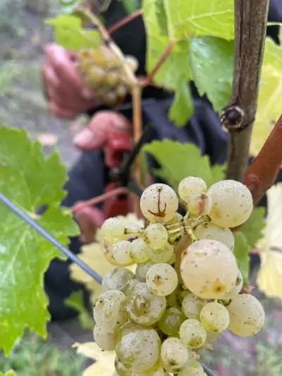 Helfende Hände für unsere PROBST-Weinlese ab September gesucht – Bild 7