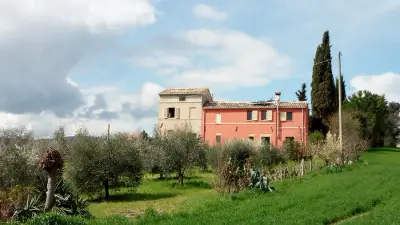 olivenernte