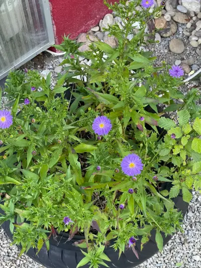 Früheres Bauernhof mit großem Grundstück  – Bild 8