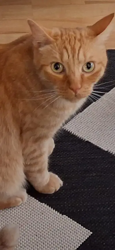 Catsitterin für Frankfurt gesucht, nur Frauen – Bild 3