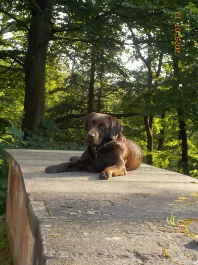 Housesitting Hundesitting Febr 27