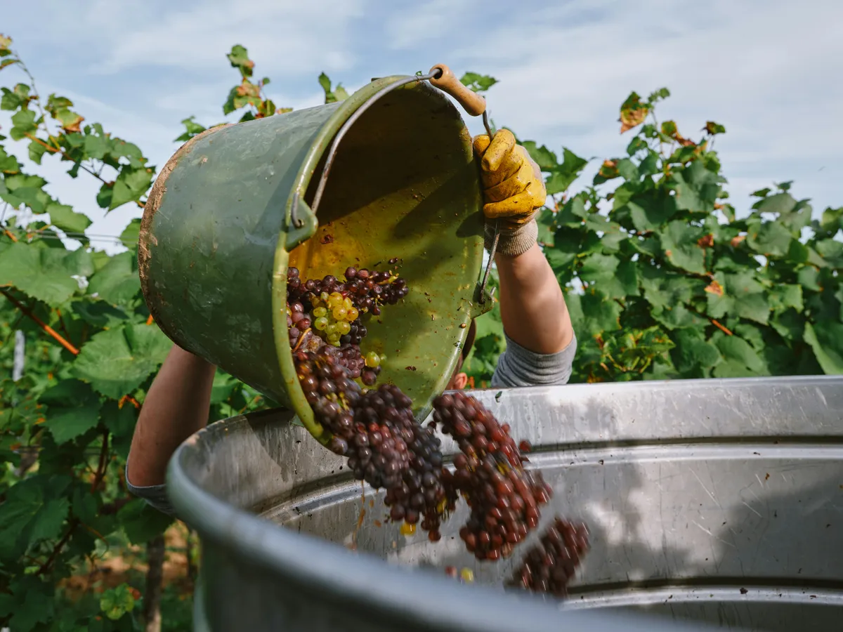 Weinlese & Erntehelfer: Urlaub gegen Hand im Herbst